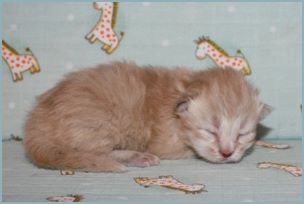 Female Siberian Kitten from Deedlebug Siberians